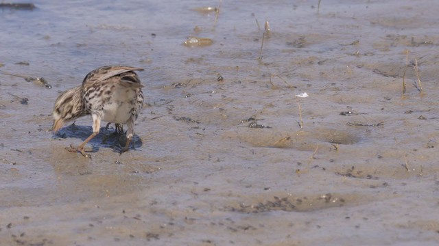 Savannah Sparrow (Belding's) - ML319304771