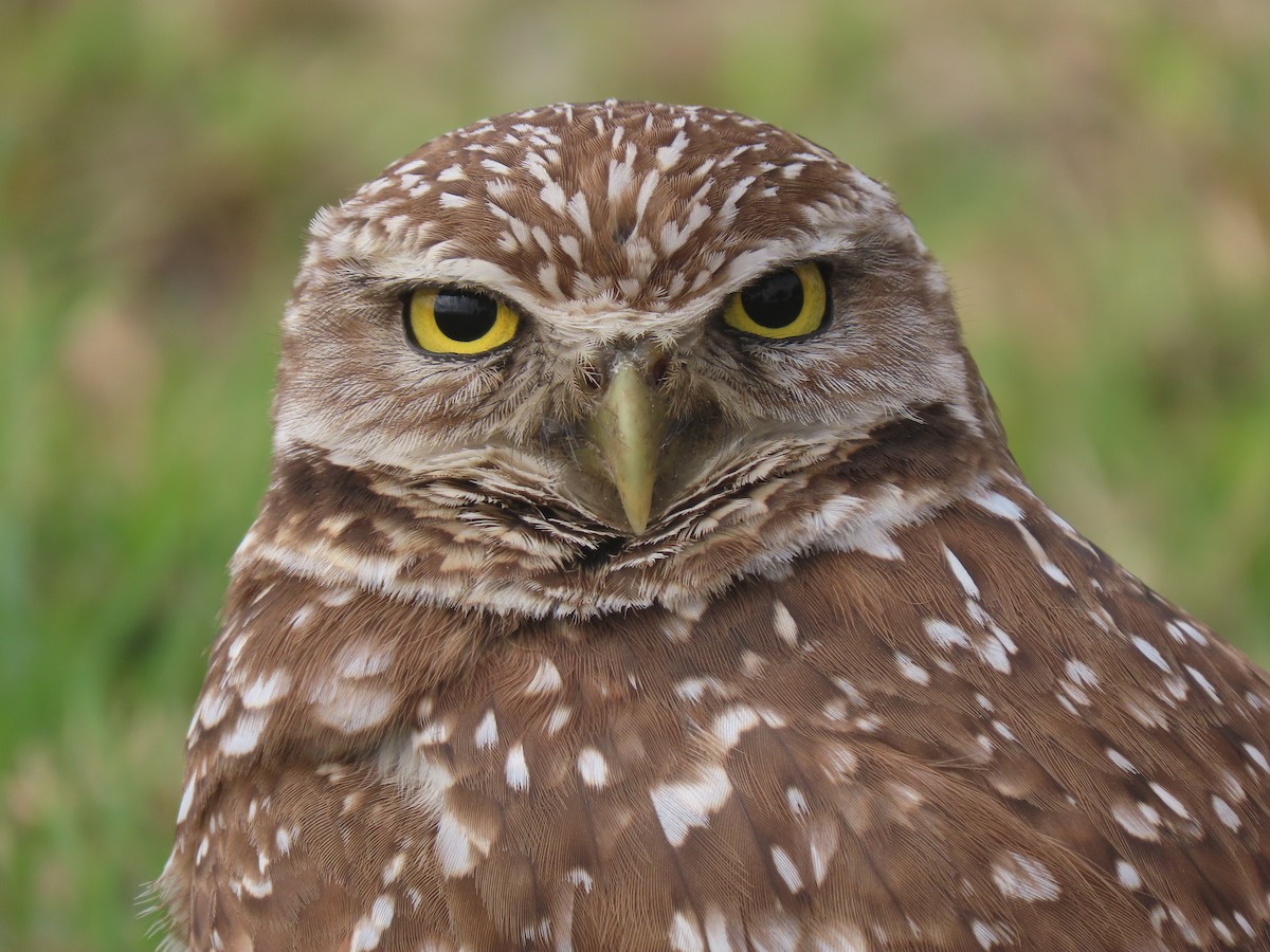 Burrowing Owl - Trevor Leitz