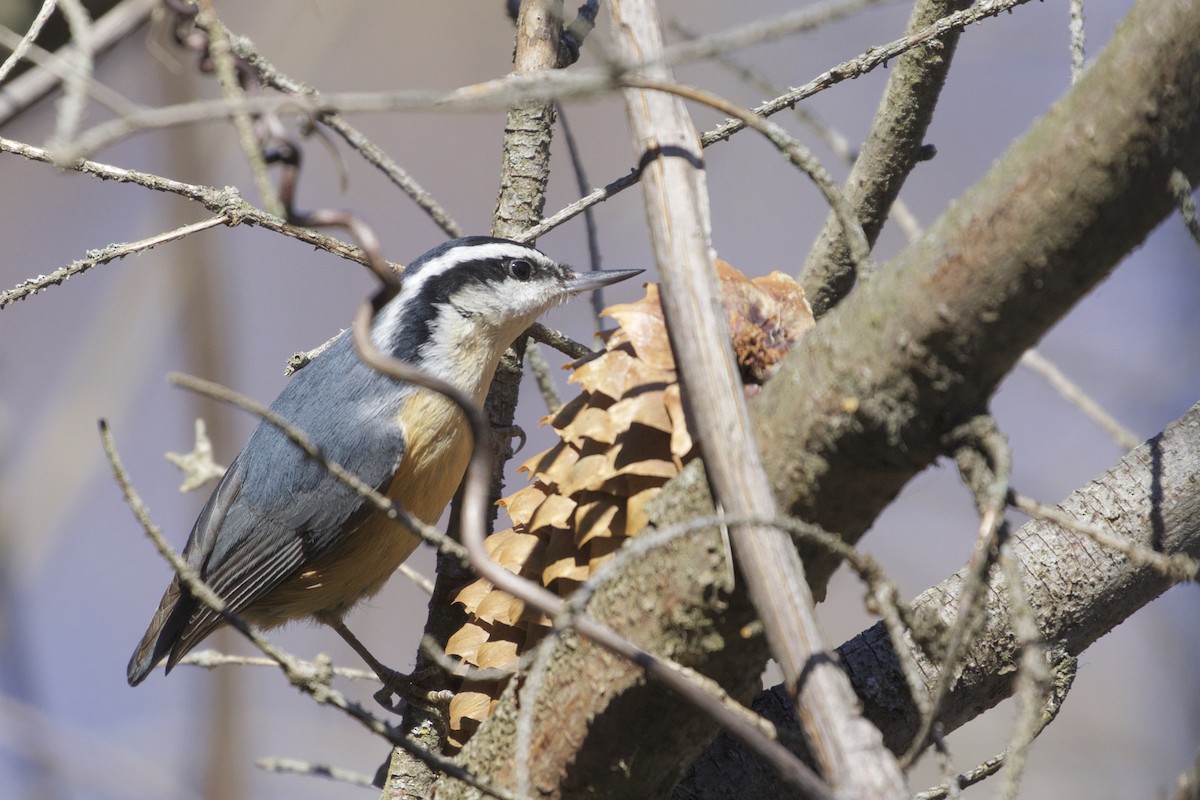 Red-breasted Nuthatch - Jeanne Verhulst