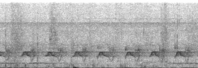 Лінивка-чорнопер білолоба [група morphoeus] - ML31931