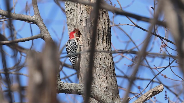 Red-bellied Woodpecker - ML319310361