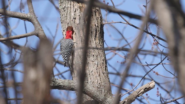 Red-bellied Woodpecker - ML319312911