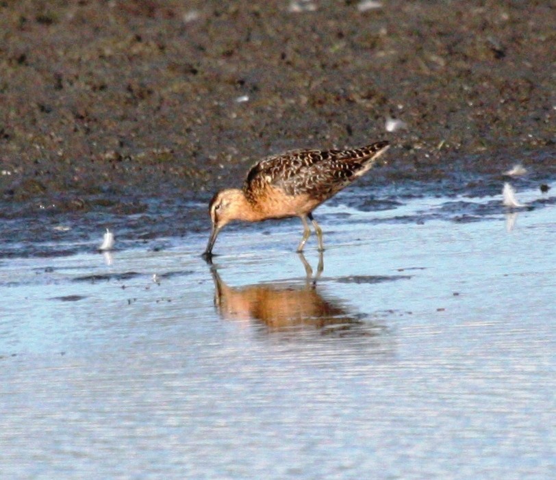 Long-billed Dowitcher - ML31932011
