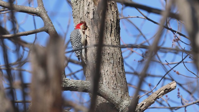 Red-bellied Woodpecker - ML319320351