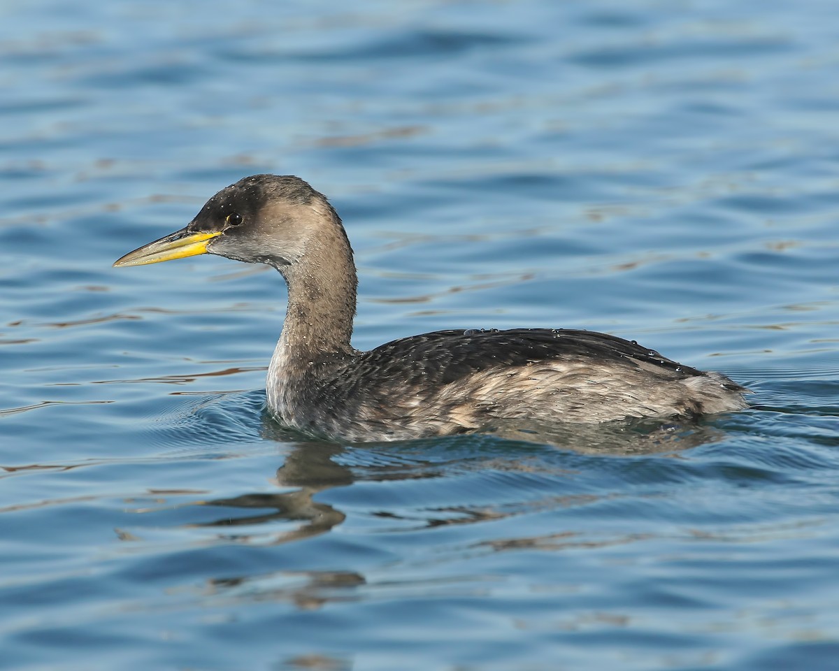Red-necked Grebe - ML31932211