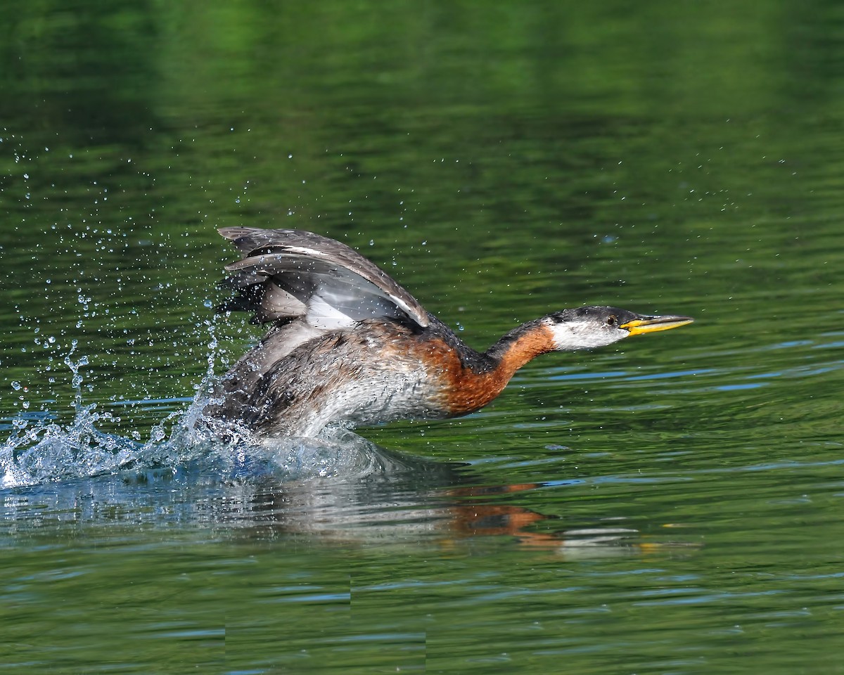 Red-necked Grebe - ML31932251
