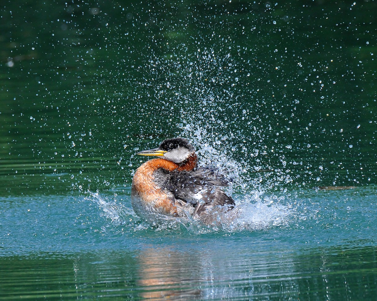 Red-necked Grebe - ML31932281