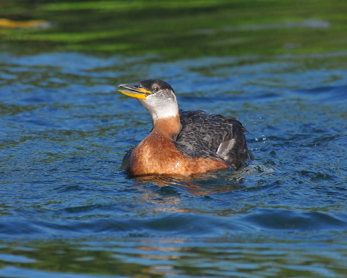 Red-necked Grebe - ML31932291