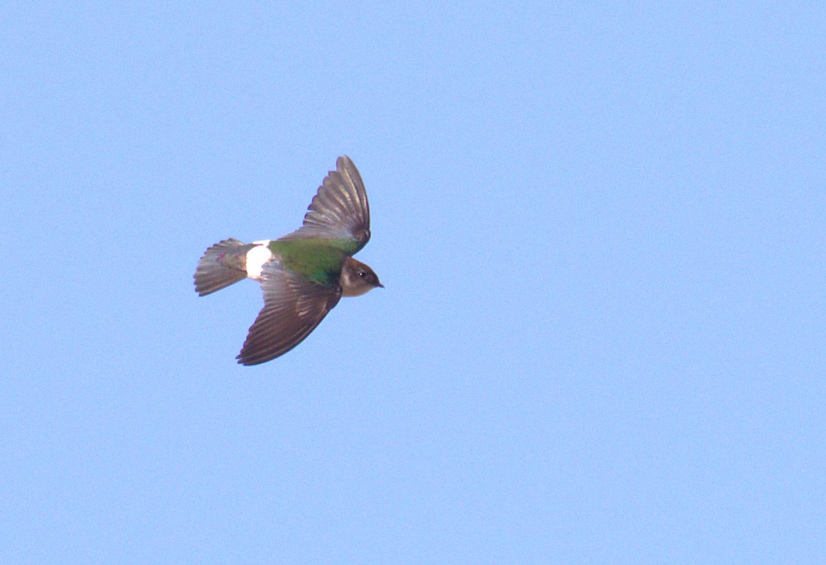 Violet-green Swallow - Curtis Marantz