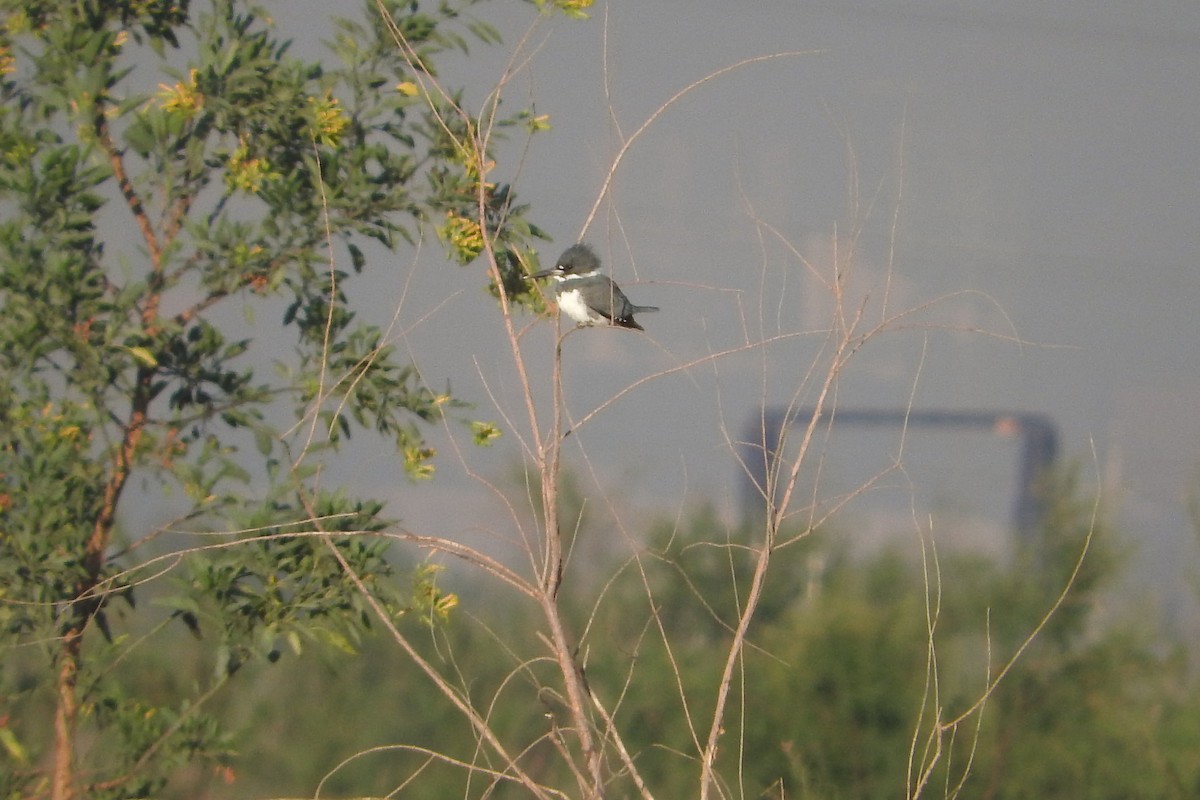 Belted Kingfisher - Anuar López