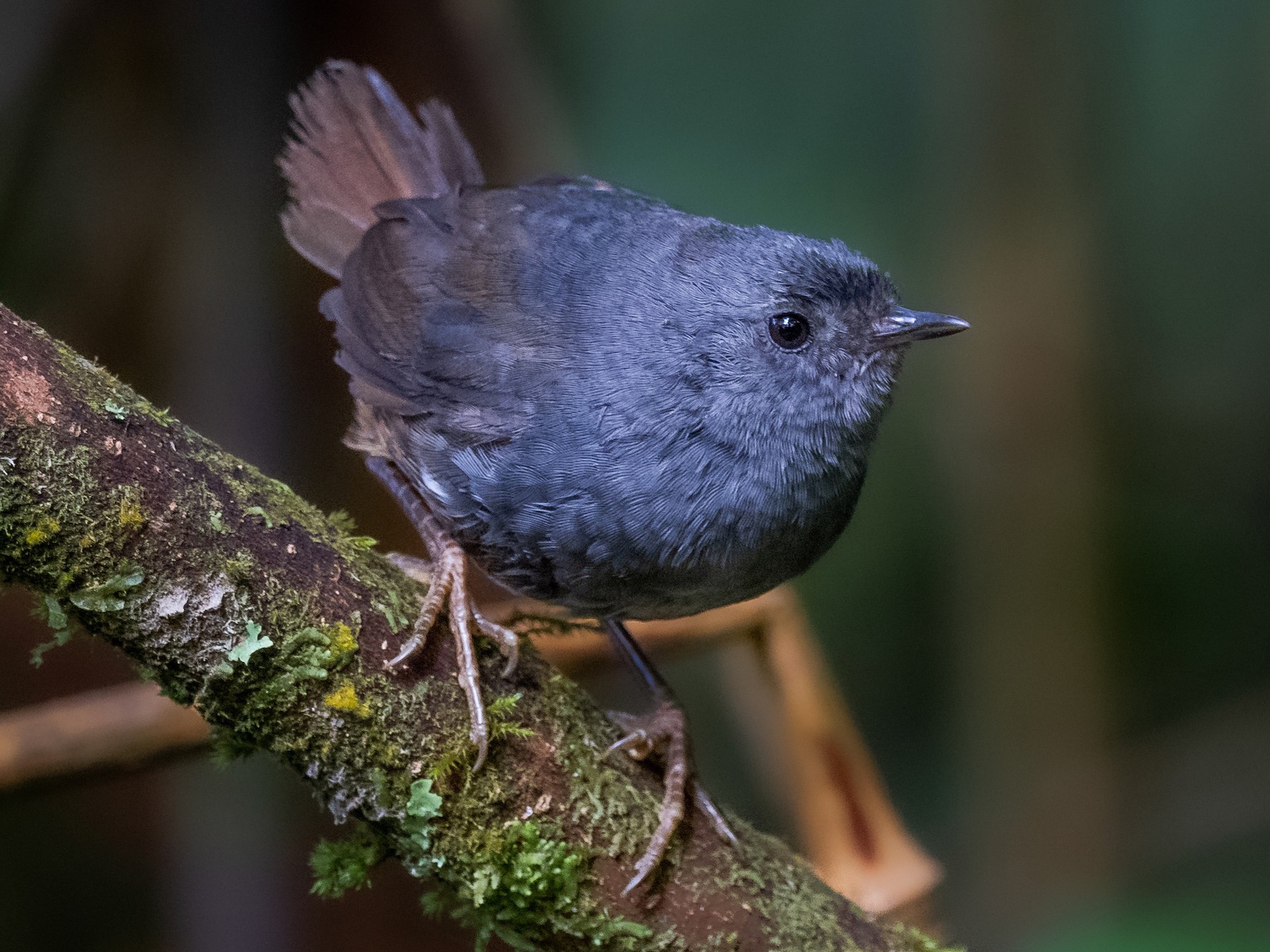 Pale-bellied Tapaculo - Daniel Ucros