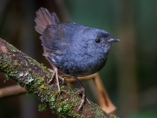  - Pale-bellied Tapaculo