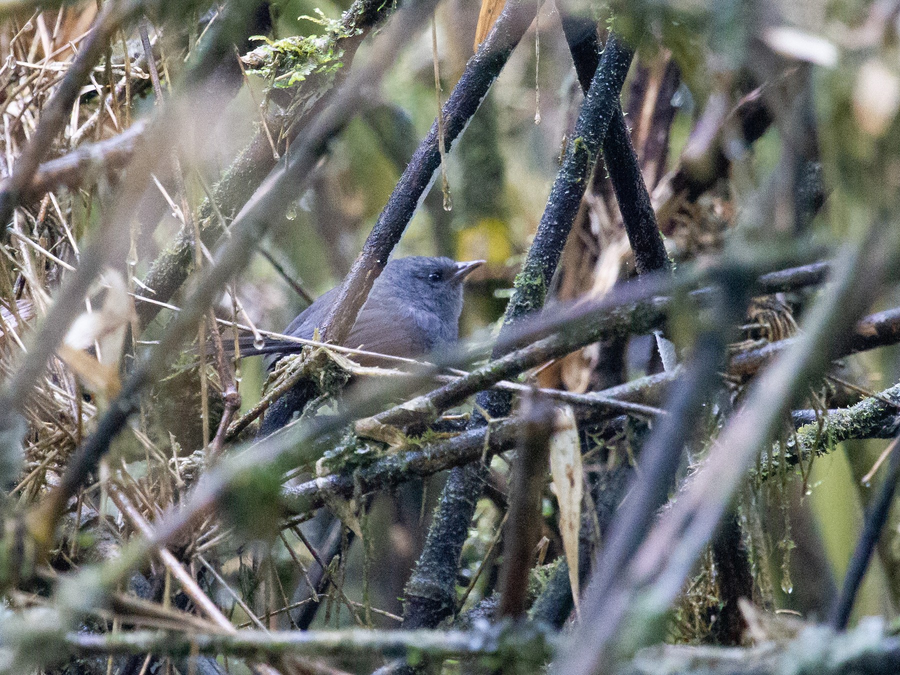 Pale-bellied Tapaculo - Simon Colenutt