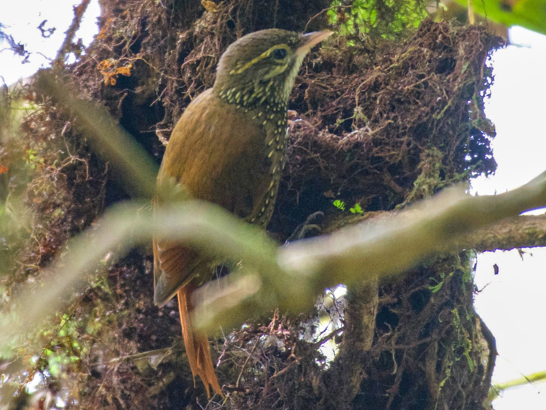 Beautiful Treerunner - eBird