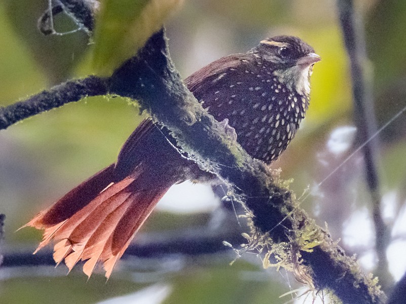 Beautiful Treerunner - eBird