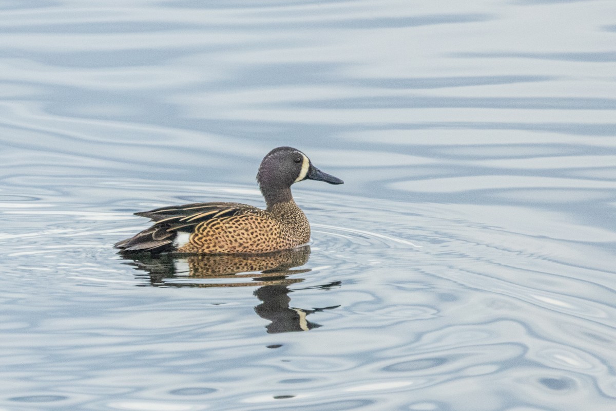 Blue-winged Teal - ML319347201