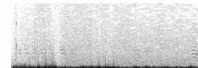 Weißbrustkleiber (carolinensis) - ML319350851