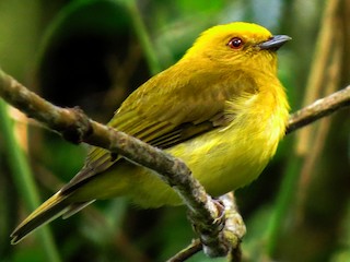 Yellow-headed Manakin - eBird