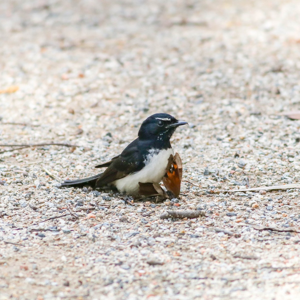 Willie-wagtail - Ged Tranter