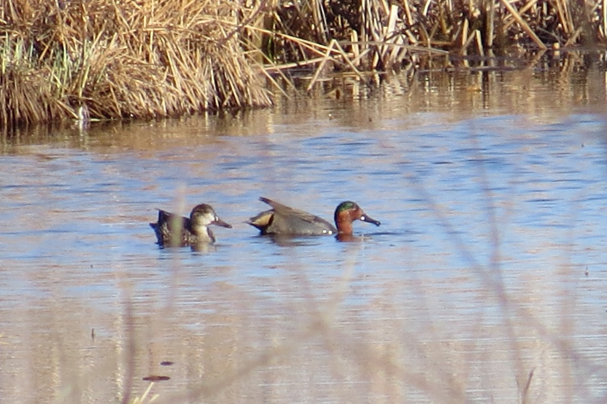 Green-winged Teal - ML319355781