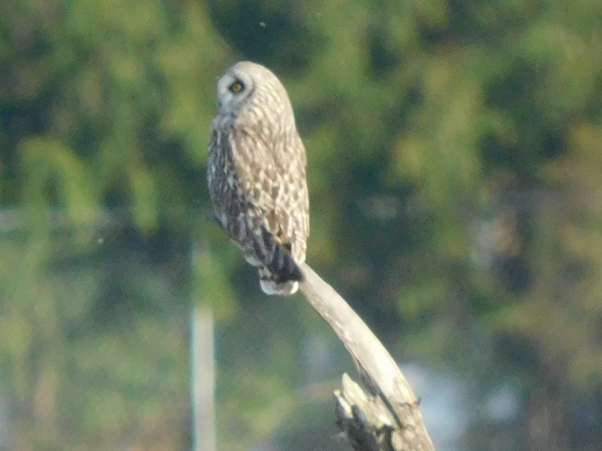 Short-eared Owl - ML319355901
