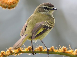  - Spectacled Tyrannulet