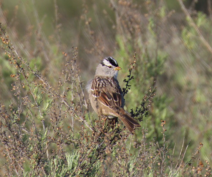 White-crowned Sparrow - ML319357891