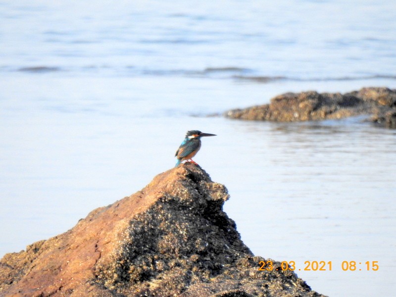 Common Kingfisher - ML319359881