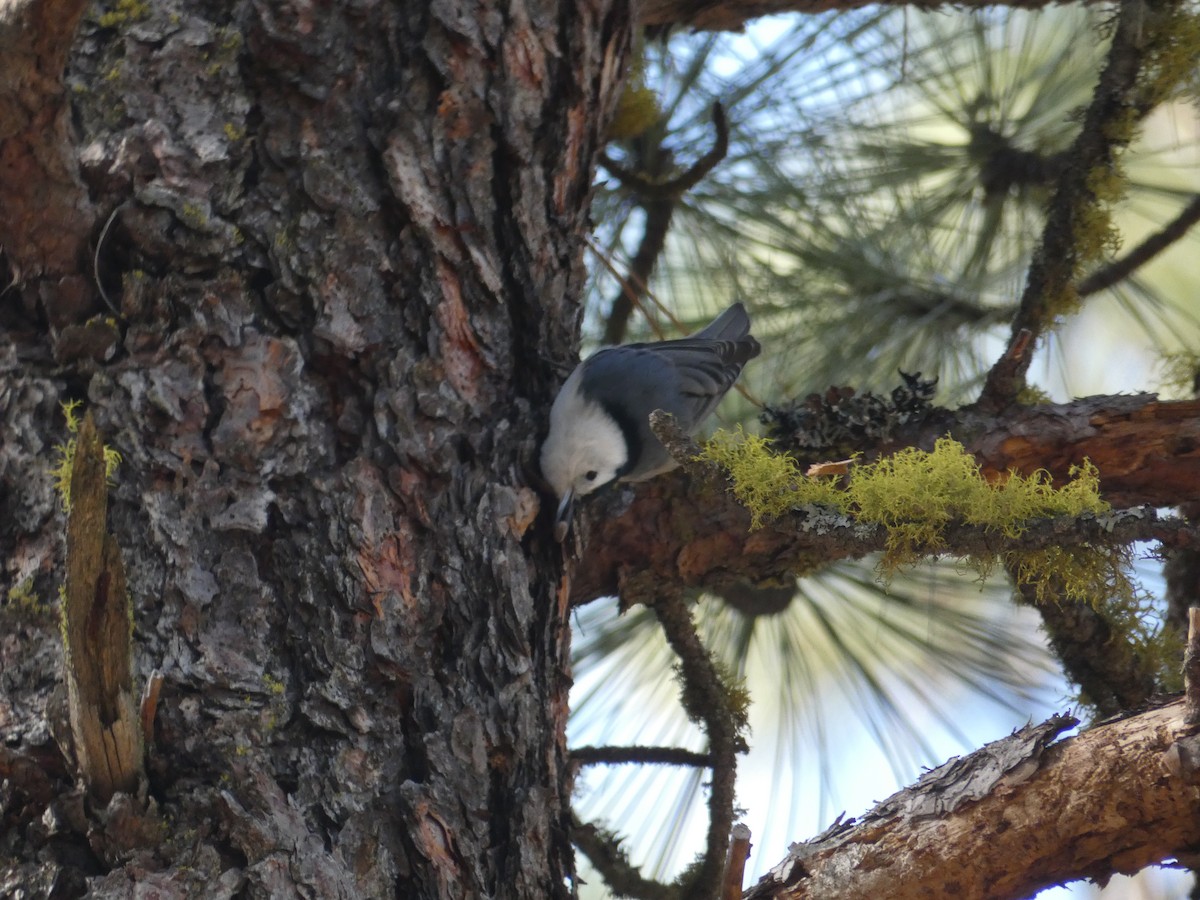White-breasted Nuthatch - Lucie Parker