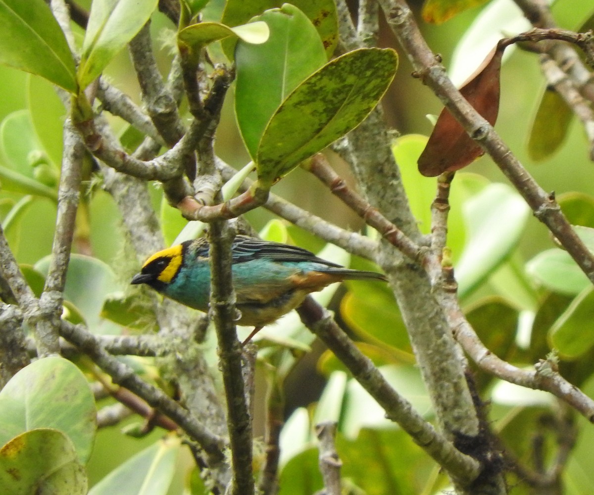 Saffron-crowned Tanager - ML319362761
