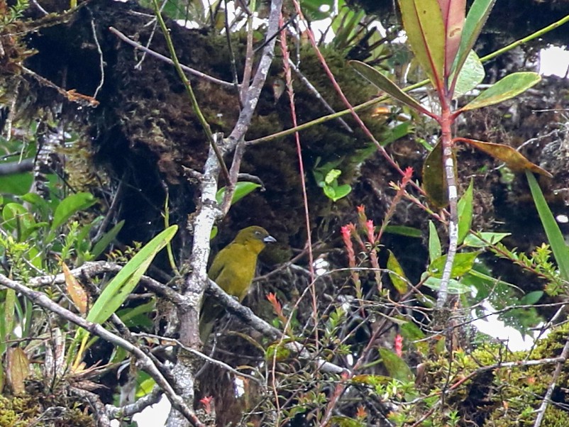 Yellow-green Tanager - Janos  Olah