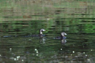 Atitlan Grebe - Podilymbus gigas - Birds of the World