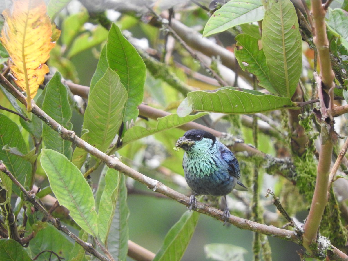 Black-capped Tanager - ML319365011