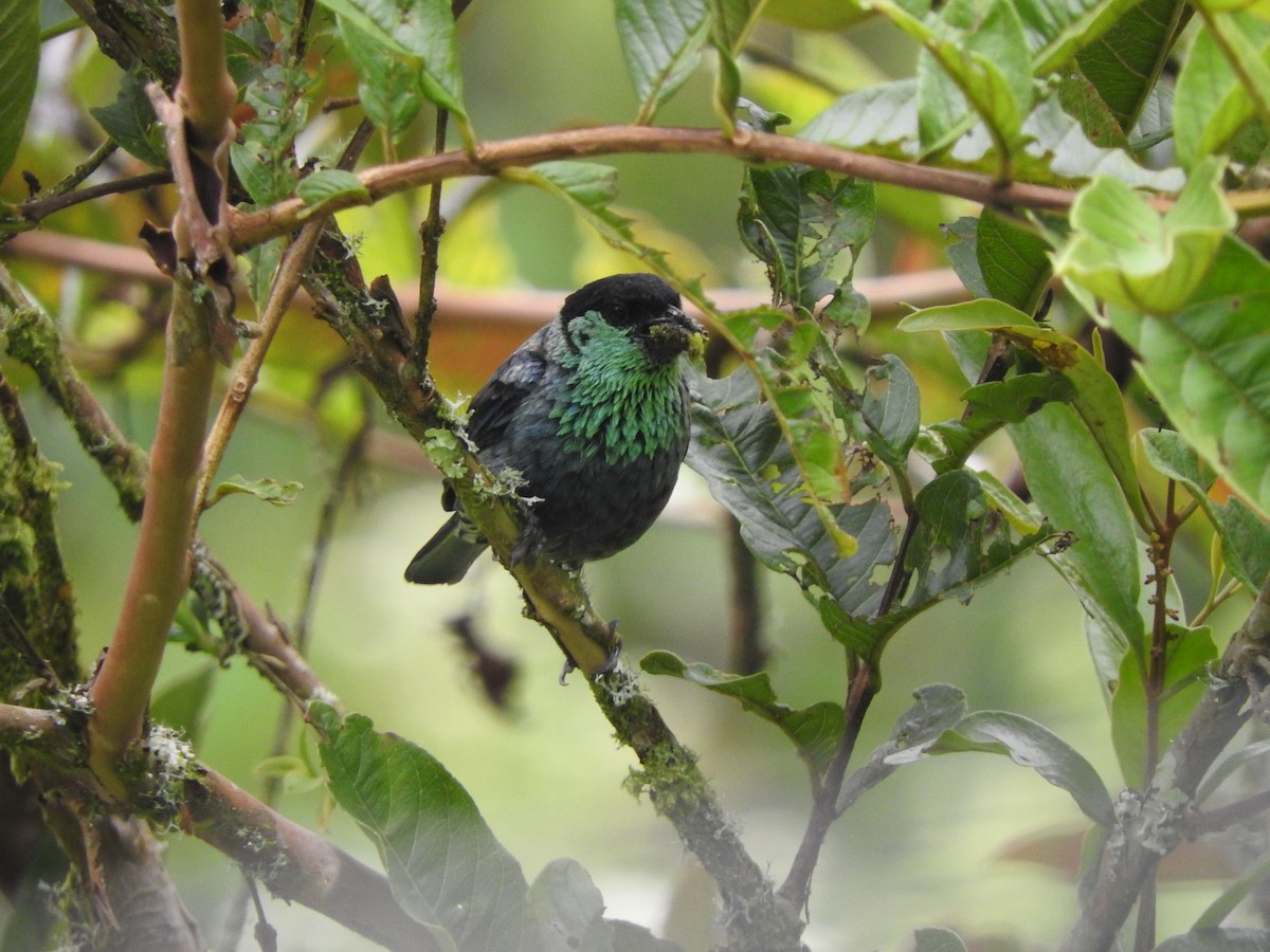 Black-capped Tanager - ML319365041