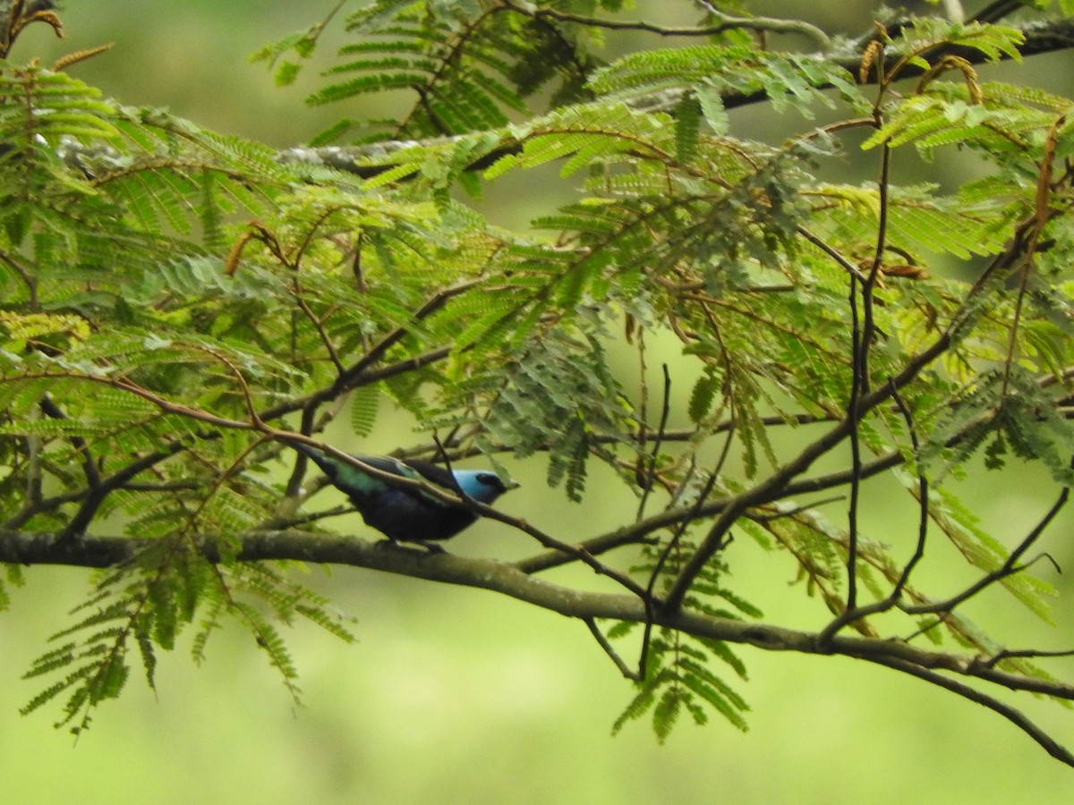 Blue-necked Tanager - ML319365261