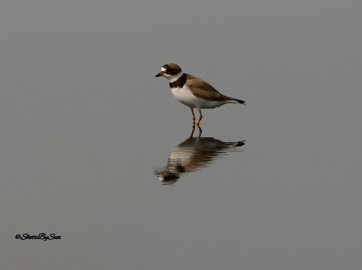Semipalmated Plover - ML31936741