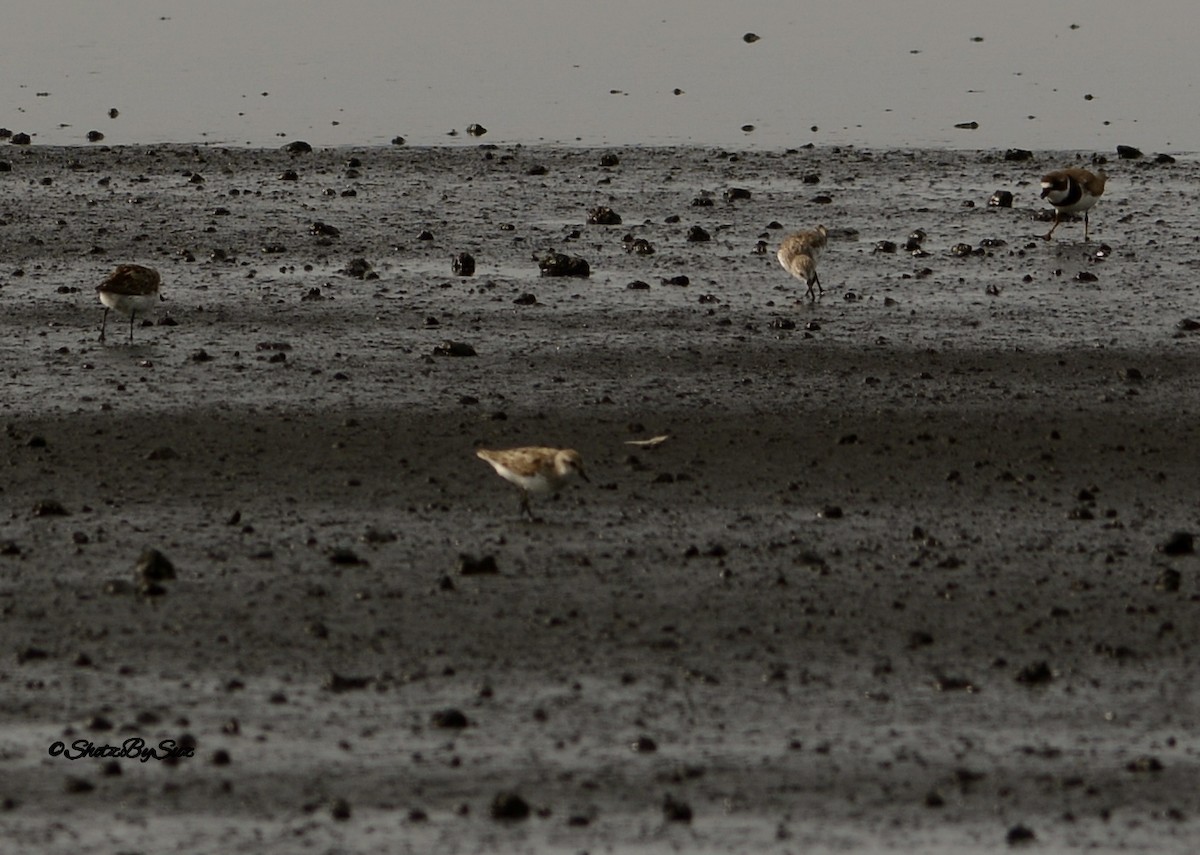Semipalmated Plover - ML31936761