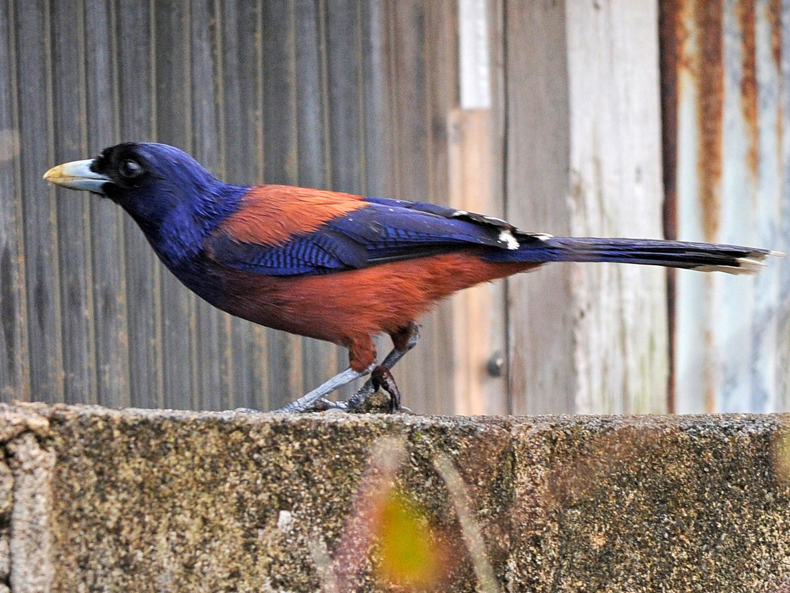 Lidth's Jay - eBird