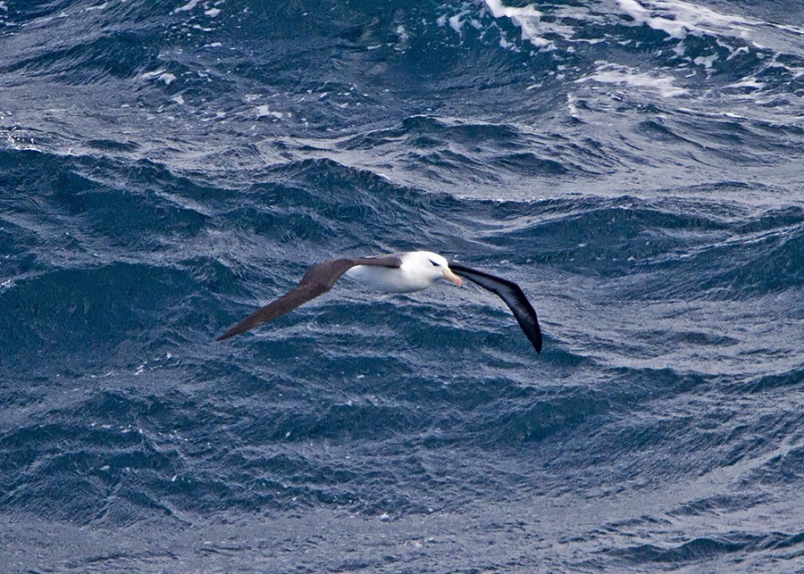 Black-browed Albatross - ML31936911