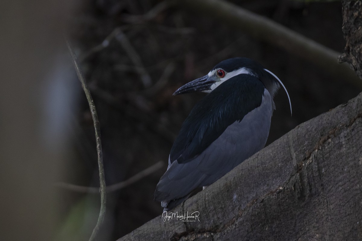 Black-crowned Night Heron - ML319369121