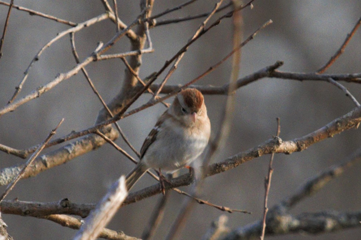 Field Sparrow - Edward Cooper