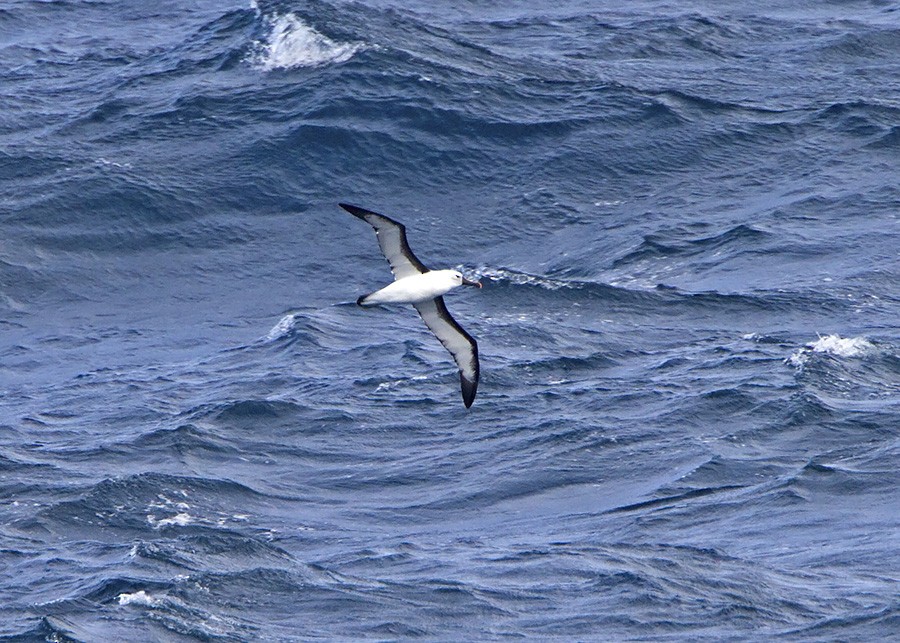 Indian Yellow-nosed Albatross - ML31936941