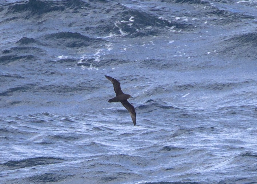 Great-winged/Gray-faced Petrel - ML31936951