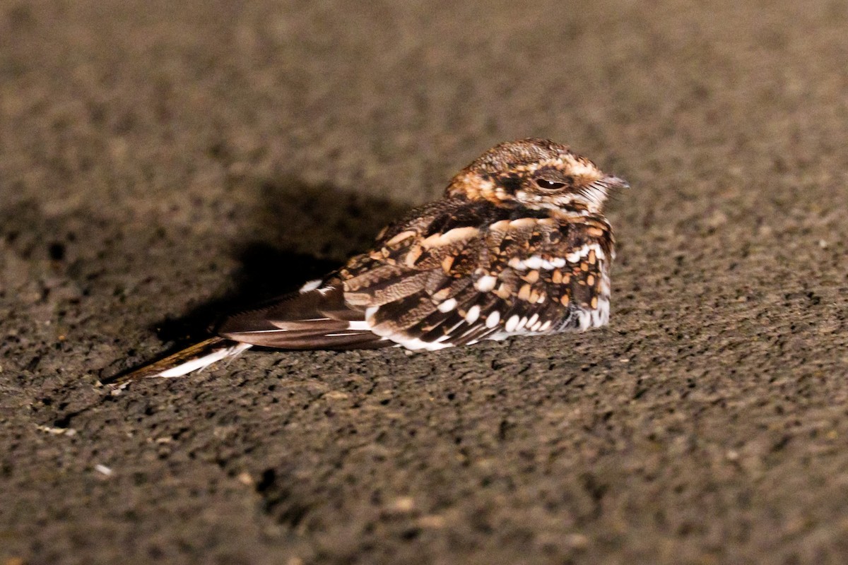 White-tailed Nightjar - Kamal Mahabir