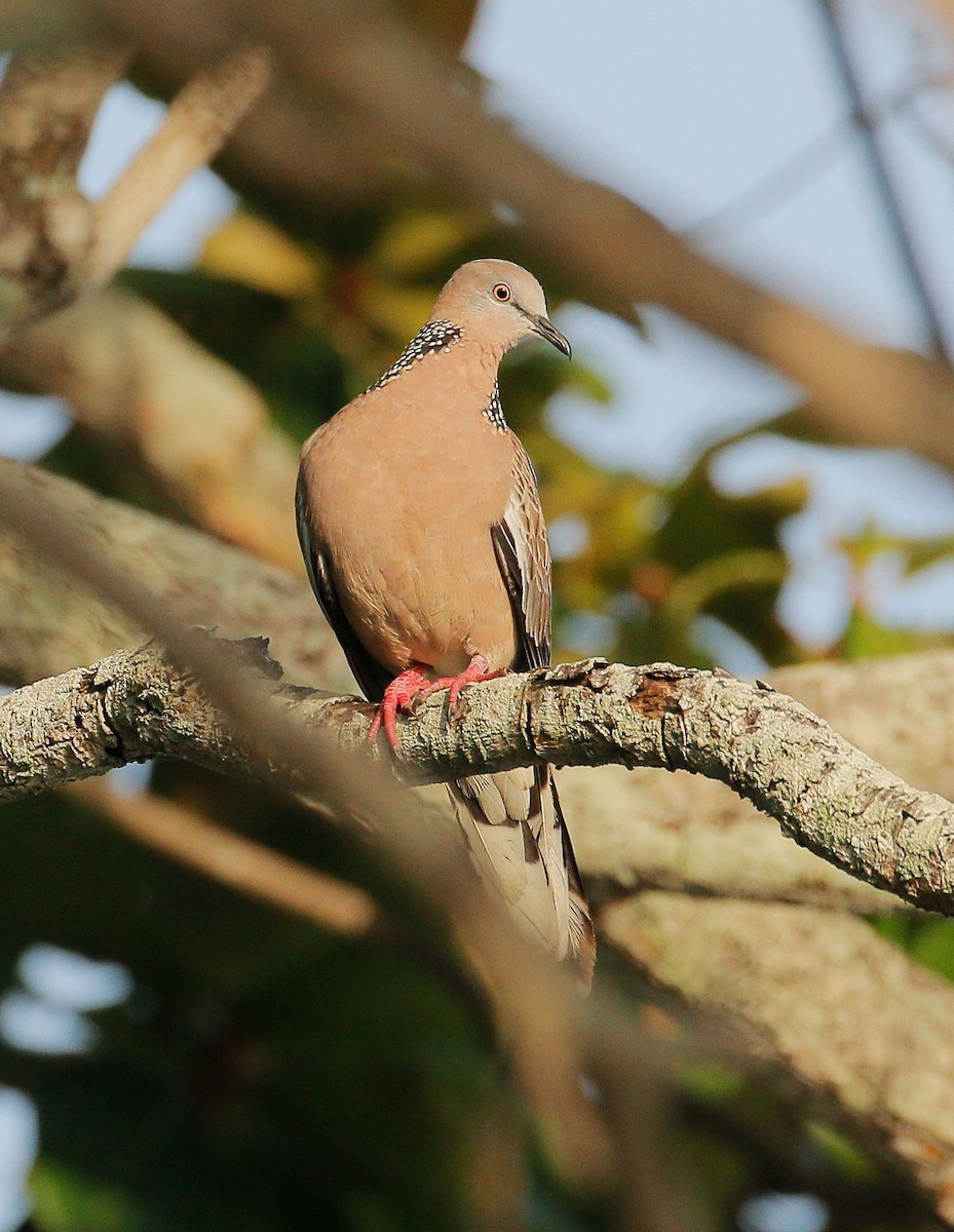 Spotted Dove - ML31937191