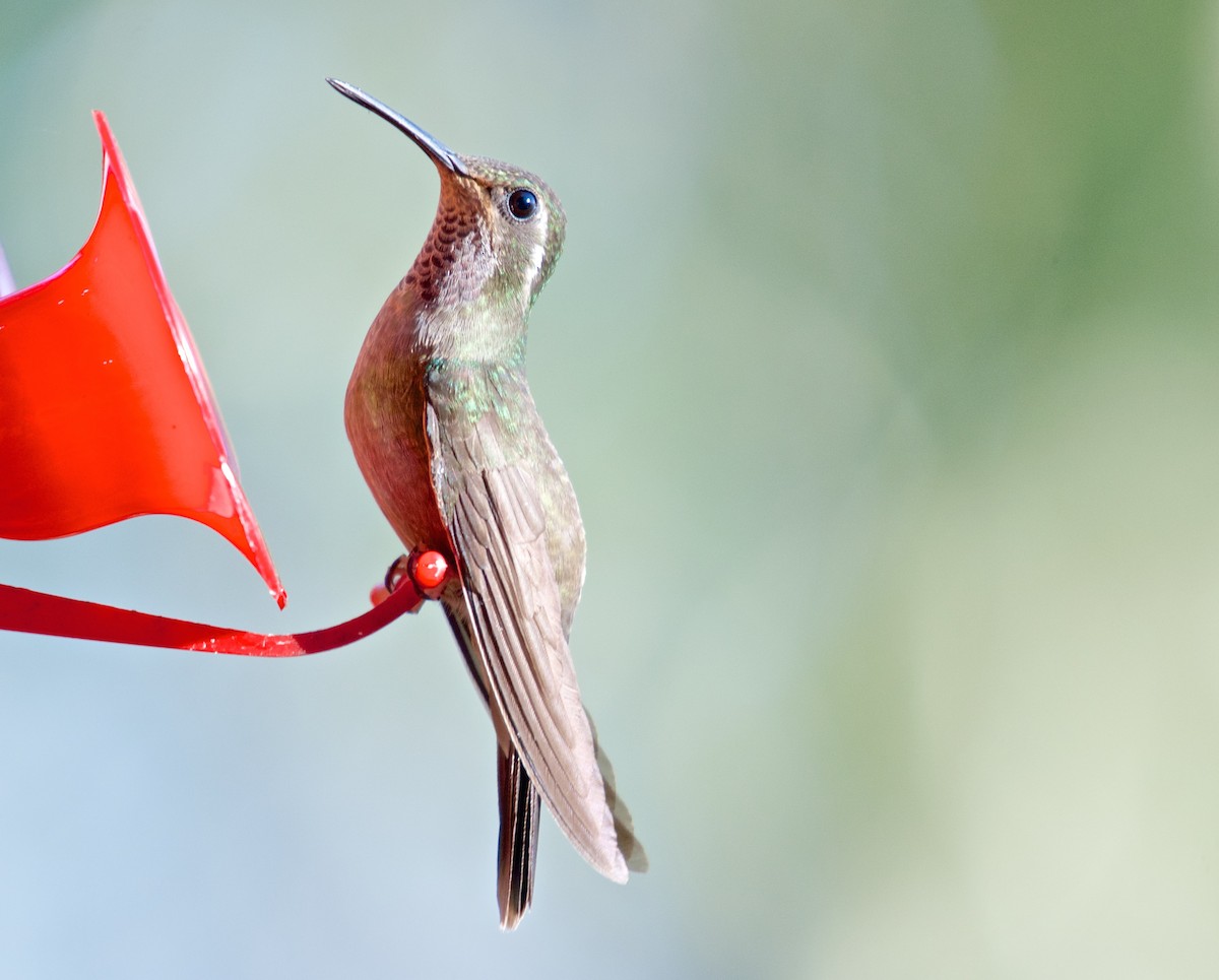 eBird Québec Checklist 30 Jul 2016 SaintFélixd'Otis Lac Otis