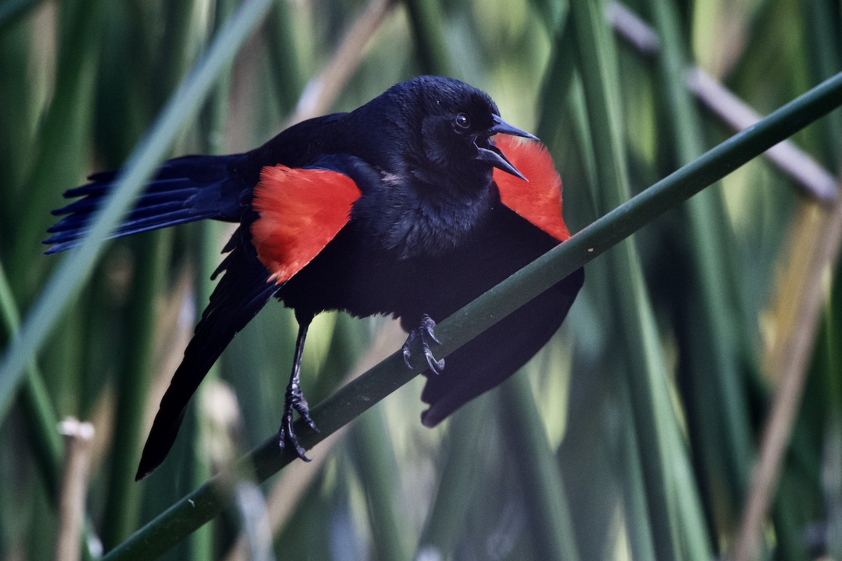 Red-winged Blackbird (California Bicolored) - ML319377431