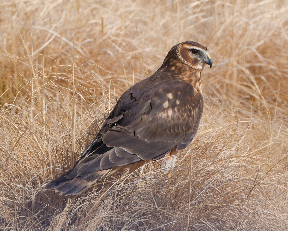 Northern Harrier - Alfred Bowles