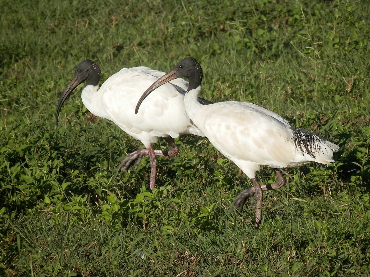 eBird Checklist 24 Mar 2021 Thomas Street Park (Sherwood) 5 species