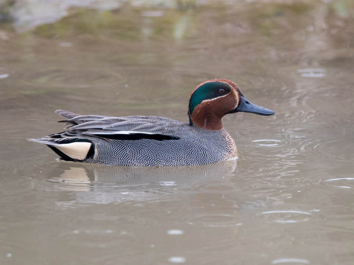 Green-winged Teal - ML319391781